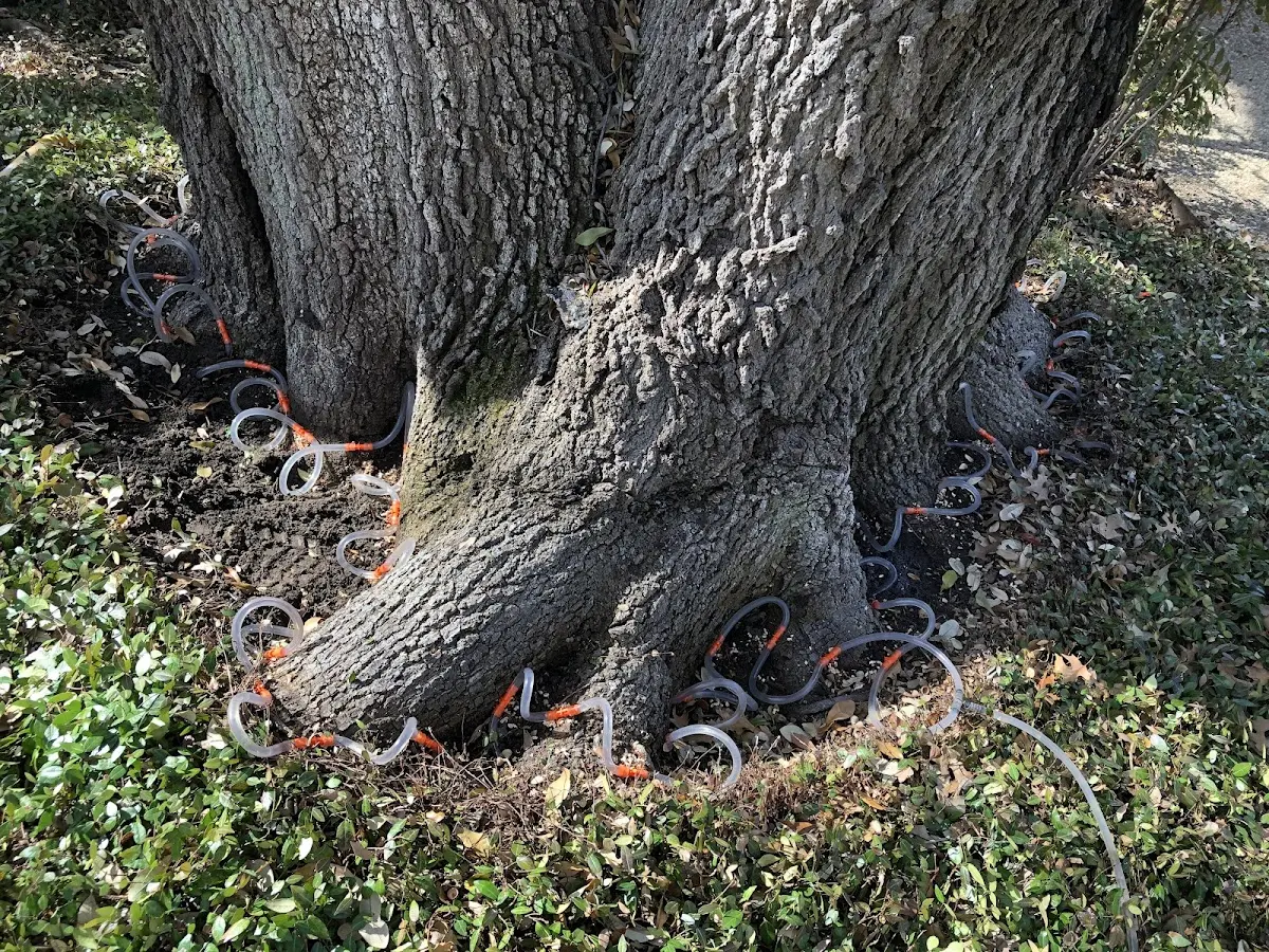 Detailed Tree Cabling and Bracing job site in New Rochelle