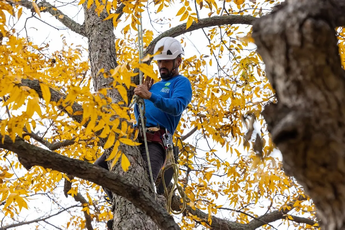 Skilled Tree Pruning crew working in New Rochelle