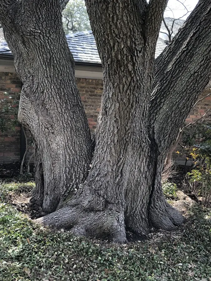 Mature heritage tree close to a New Rochelle property cared for by certified arborists